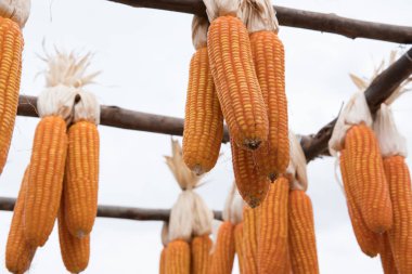 tatlı sarı mısır çiftliğinde. mısır koçanı. Tarım mühendisli kırpma