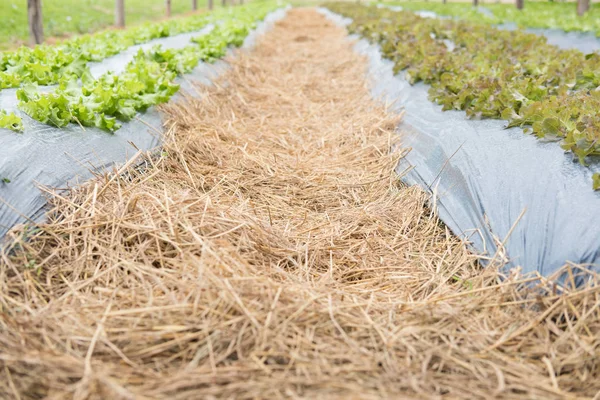 Saláta növény-növényi kert. talajművelés. AGR — Stock Fotó