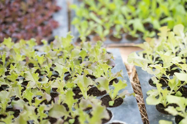 レタス工場を野菜庭で成長しています。土壌栽培。Agr — ストック写真