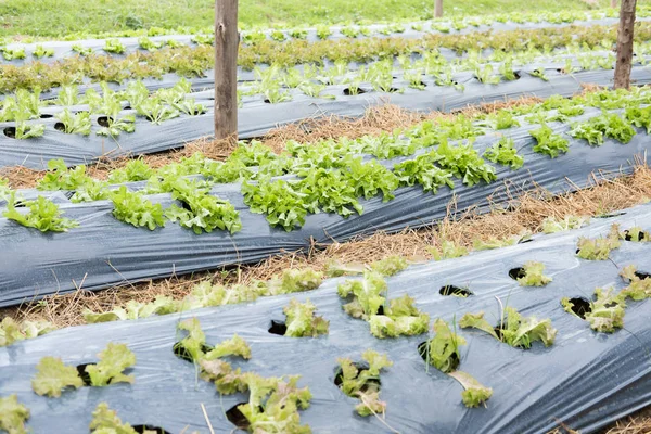 Planta de alface crescendo em horta. cultivo do solo. Concordo. — Fotografia de Stock