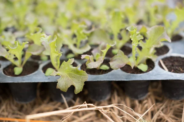 Sallad-växt som växer i vegetabiliska trädgård. jordbearbetning. AGR — Stockfoto