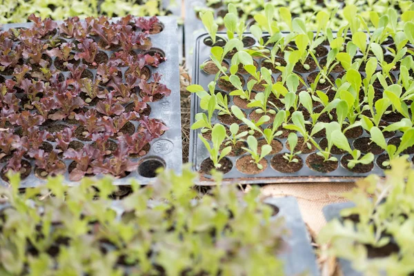 レタス工場を野菜庭で成長しています。土壌栽培。Agr — ストック写真