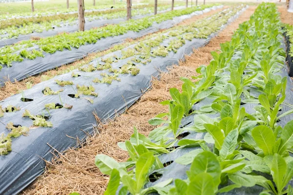 Planta de lechuga que crece en huerta. cultivo del suelo. Agr. —  Fotos de Stock