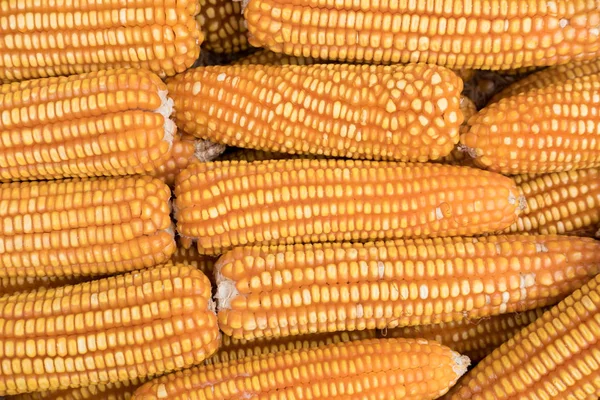 Sweet yellow corn background. maize cob. crop in agriculture ind — Stock Photo, Image