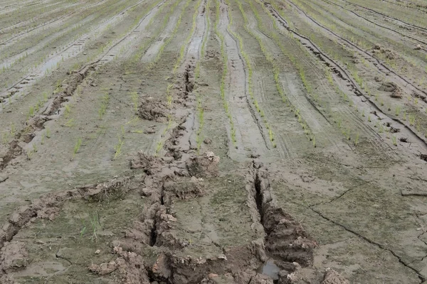 Plantación de arroz en la granja. Trasplante de plántulas de arroz joven en arroz f — Foto de Stock