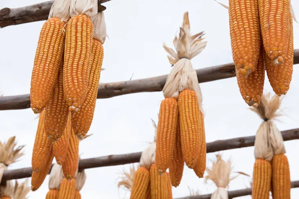 Maïs jaune doux à la ferme. épi de maïs. culture dans l'agriculture indust — Photo