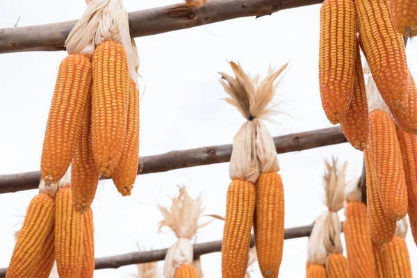 tatlı sarı mısır çiftliğinde. mısır koçanı. Tarım mühendisli kırpma