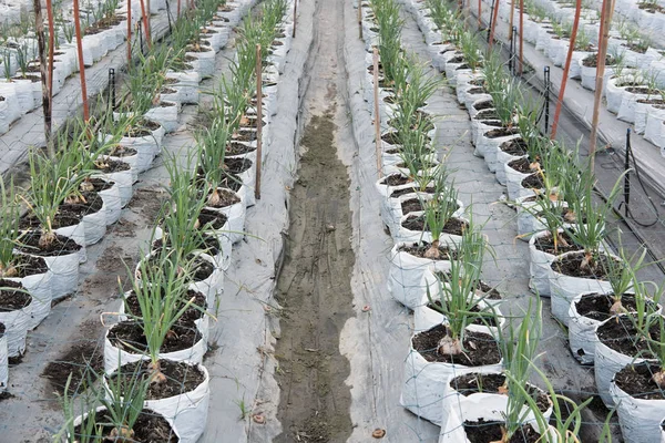 Cultivo de bulbo de cebola na fazenda. Mudas de transplantes em terras agrícolas — Fotografia de Stock