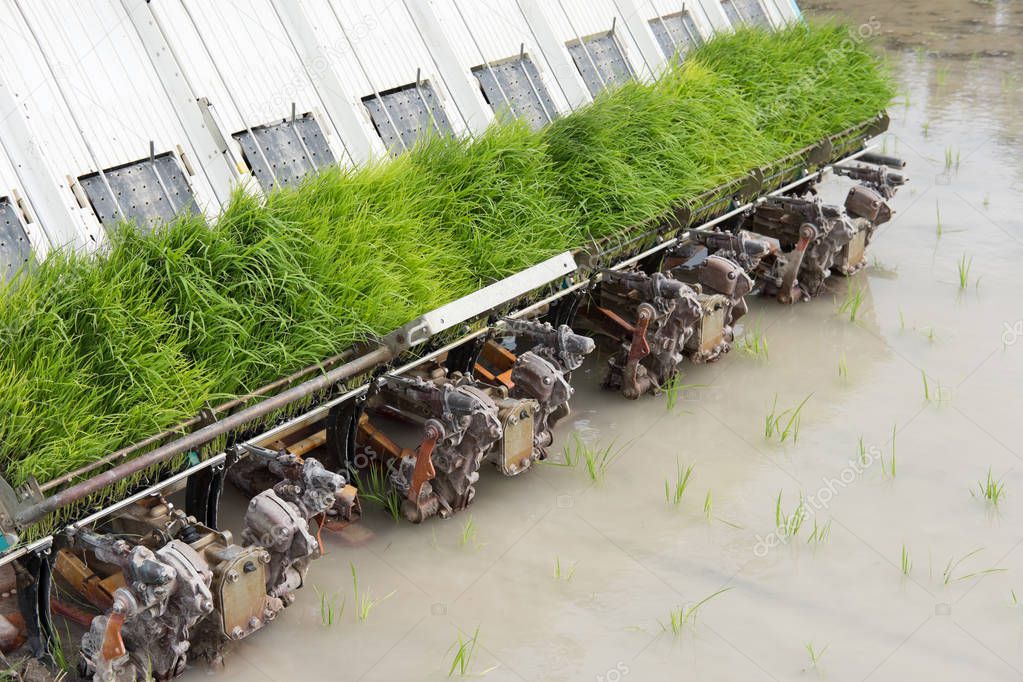 rice planting machine. Transplant rice seedling on paddy field b