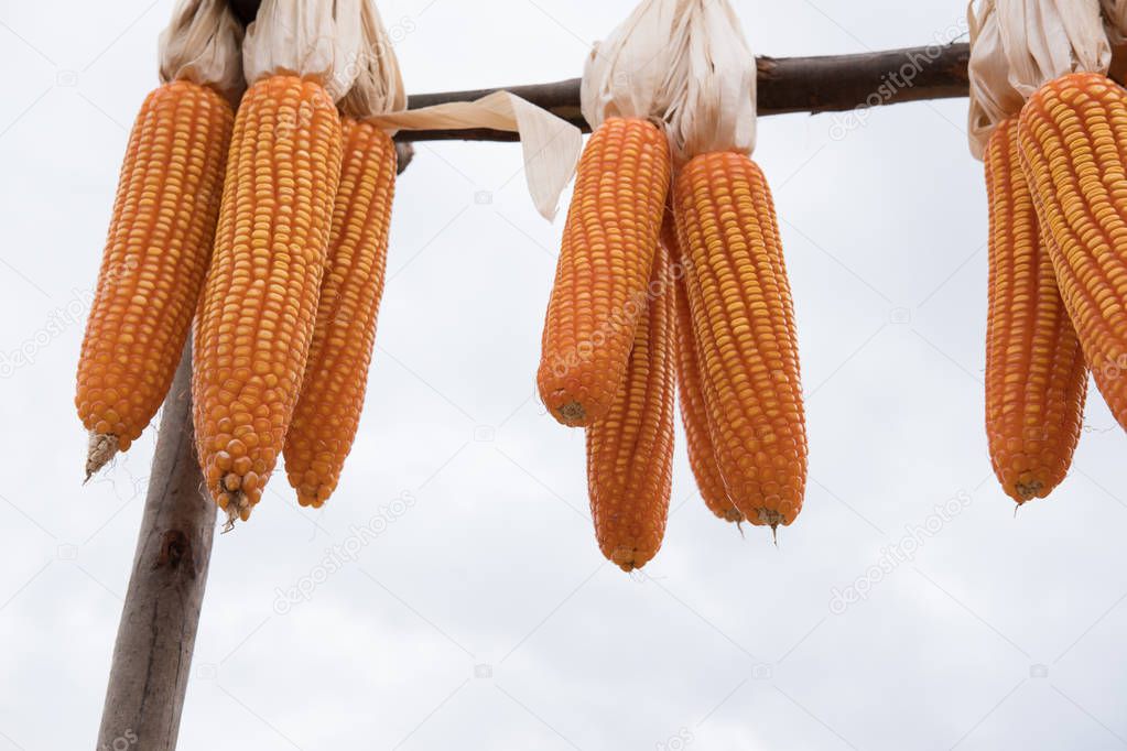 sweet yellow corn in farm. maize cob. crop in agriculture indust