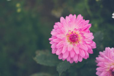 Dahlia çiçeği. pembe flora Garden. parkta Blooming çiçeği