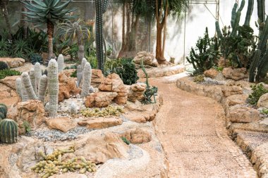 Bahçe kaktüs. Yaz aylarında etli bitki