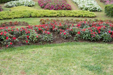 Bahçe çiçek açan çiçek. flowerbed Park.