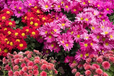 Bahçe çiçek açan çiçek. flowerbed Park.