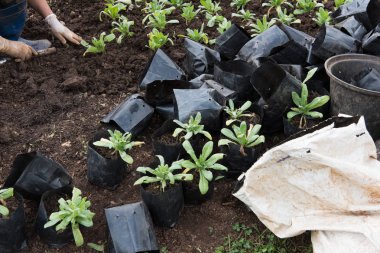 Bahçıvan Bahçe dikim çiçek. kadın büyüyen bitki soi ile