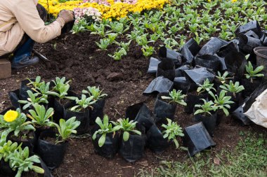 Bahçıvan Bahçe dikim çiçek. kadın büyüyen bitki soi ile