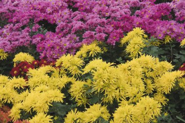 Bahçe çiçek açan çiçek. flowerbed Park.