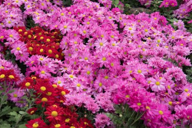 Bahçe çiçek açan çiçek. flowerbed Park.