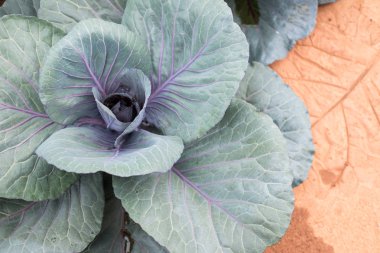 gruptaki kırmızı baş lahana. Sebze bahçe büyüyen bitki. Soi