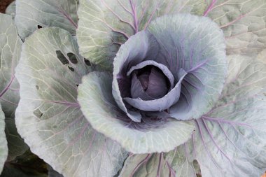 gruptaki kırmızı baş lahana. Sebze bahçe büyüyen bitki. Soi