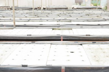 Gruptaki Hydroponic. büyüyen bitkiler besin w kullanarak yöntemi