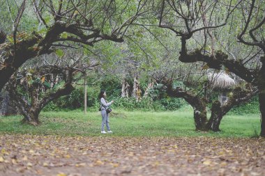 turist kayısı ağacı o selfie resim çekmek için akıllı telefon kullanma