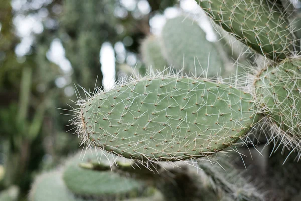 Kaktus im Garten. Sukkulente Pflanze im Sommer — Stockfoto