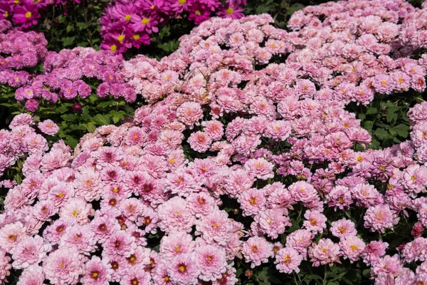 Blooming flower in garden. flowerbed in park. — Stock Photo, Image
