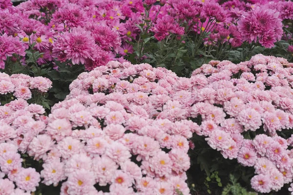 Blooming flower in garden. flowerbed in park. — Stock Photo, Image