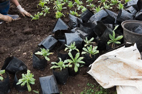 Bahçıvan Bahçe dikim çiçek. kadın büyüyen bitki soi ile