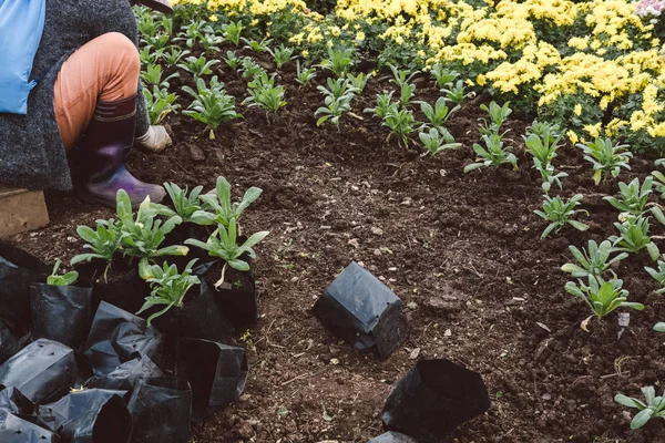 Садовник сажает цветок в саду. женщина растет растение с soi — стоковое фото