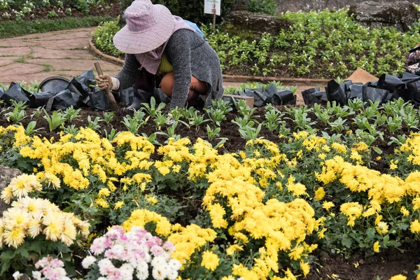 Садовник сажает цветок в саду. женщина растет растение с soi — стоковое фото