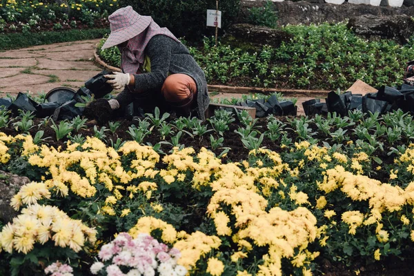 Jardineiro plantando flor no jardim. mulher crescendo planta com soi — Fotografia de Stock