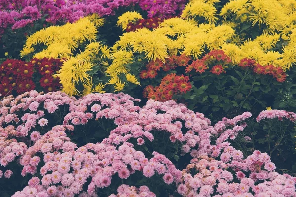 Virágzó virágos kertben. virágágyásba Park. — Stock Fotó