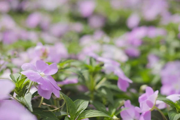 Fleur en fleurs dans le jardin. lit de fleurs dans le parc . — Photo