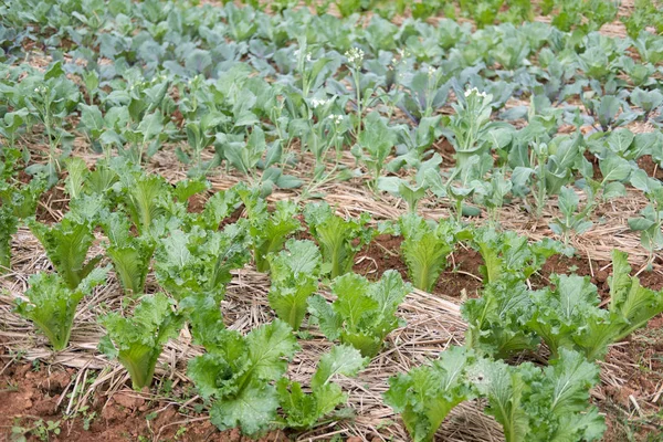 Lettuce plant growing in vegetable garden. soil cultivation. Agr — Stock Photo, Image