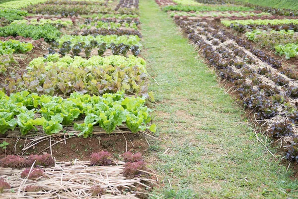 Planta de lechuga que crece en huerta. cultivo del suelo. Agr. —  Fotos de Stock