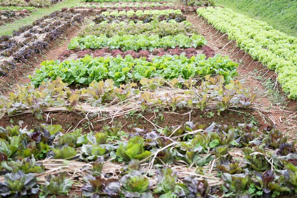 Planta de lechuga que crece en huerta. cultivo del suelo. Agr. —  Fotos de Stock