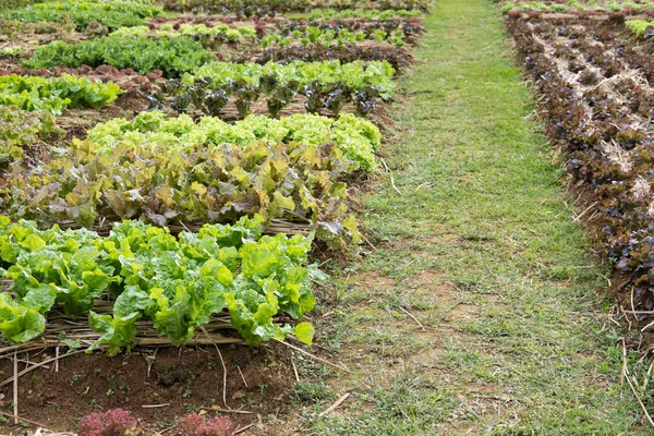 Plante de laitue poussant dans le potager. la culture du sol. Agr. — Photo
