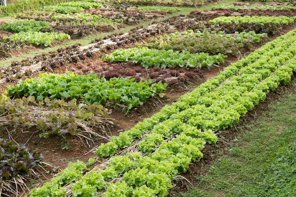 Planta de lechuga que crece en huerta. cultivo del suelo. Agr. —  Fotos de Stock