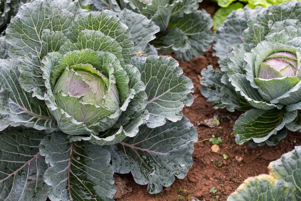 savoy cabbage in farm. plant growing in vegetable garden. soil c