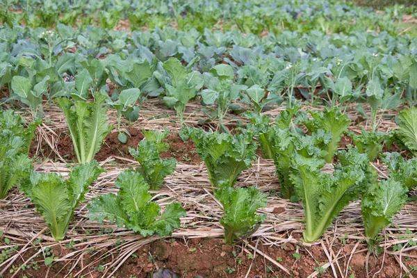 Lettuce plant growing in vegetable garden. soil cultivation. Agr — Stock Photo, Image