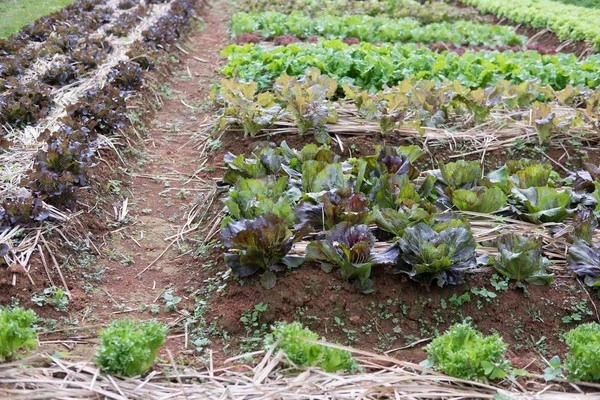 Lettuce plant growing in vegetable garden. soil cultivation. Agr — Stock Photo, Image