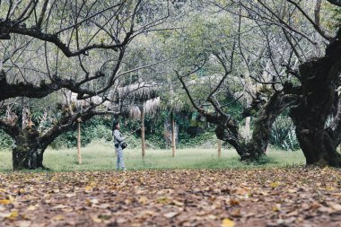 turist kayısı ağacı o selfie resim çekmek için akıllı telefon kullanma
