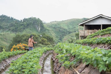 turist selfie resim strawberrry ile çekmek için akıllı telefon kullanma 