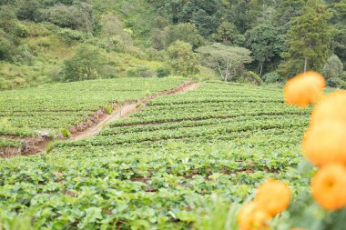 strawberrry dağın plantasyonda. çilek çiftlik. Gıda ve ag