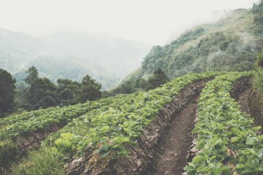 strawberrry dağın plantasyonda. çilek çiftlik. Gıda ve ag