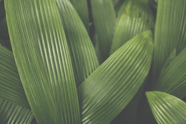 yaprak arka plan bitki. ağaç desen yaprak. yeşil yeşillik creati