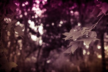 yeşil akçaağaç yaprakları. ormanda. Doğa arka plan