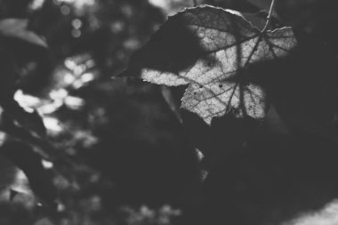 yeşil akçaağaç yaprakları. ormanda. Doğa arka plan, siyah ve w